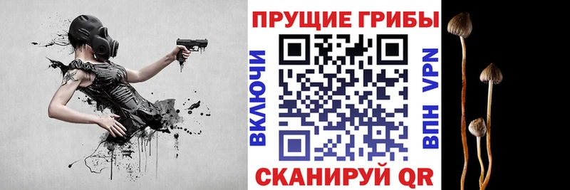 Псилоцибиновые грибы GOLDEN TEACHER Дальнегорск